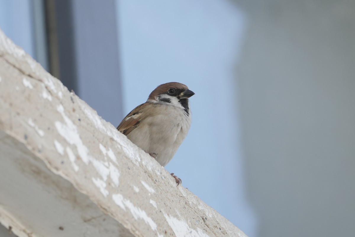 Горобець польовий - ML645698401