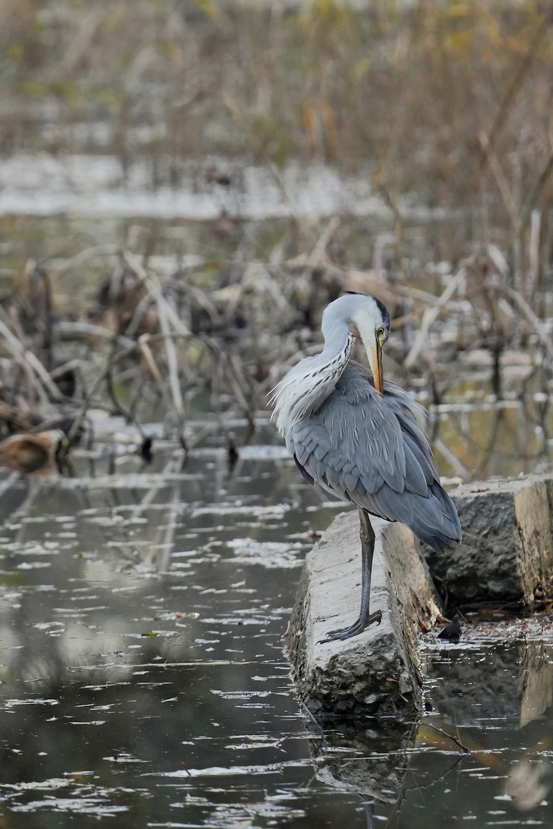 Чапля сіра - ML645698402