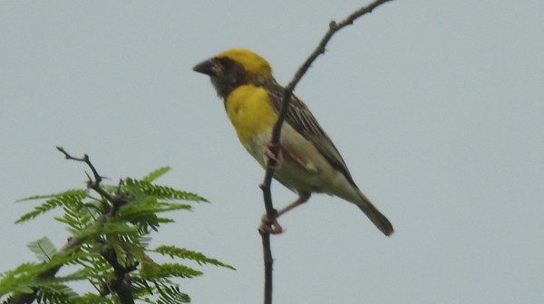 Бая - ML645698403