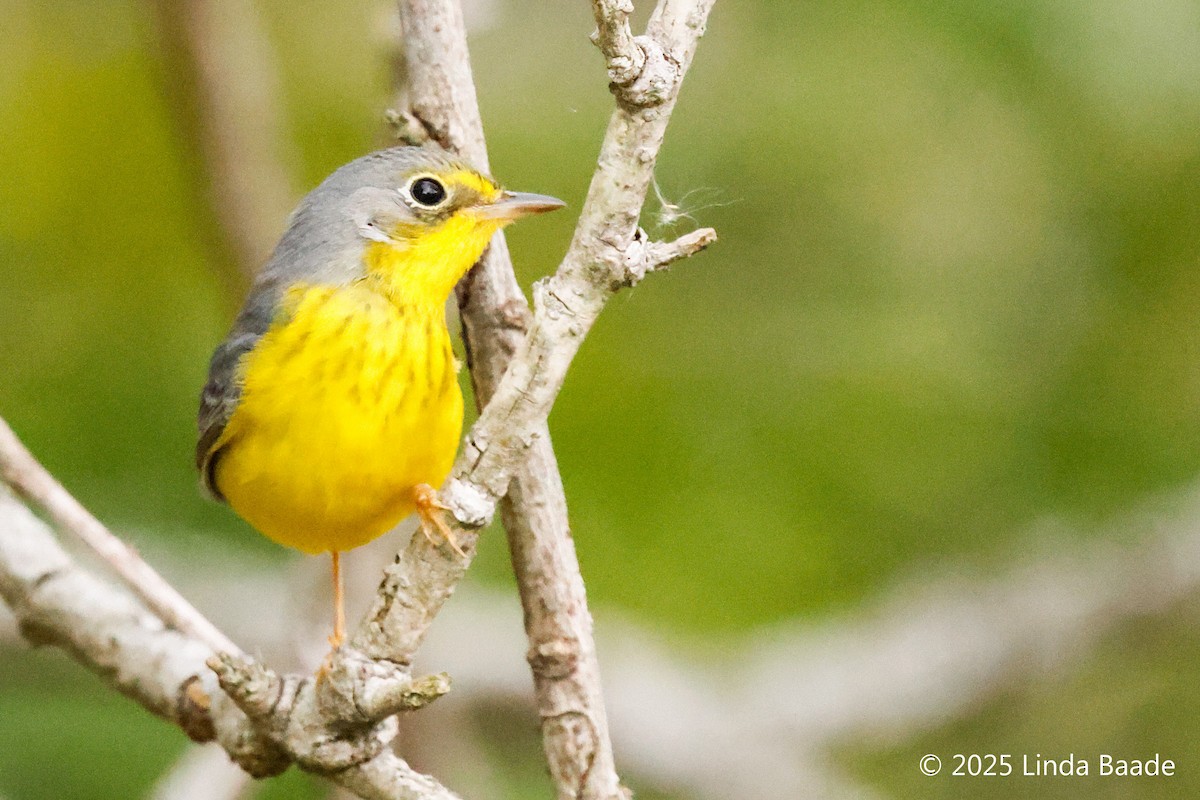 Болотянка строкатовола - ML645698405