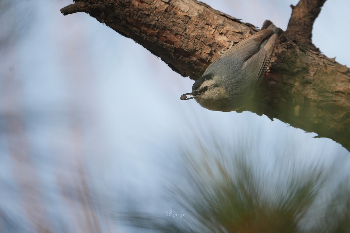 Повзик китайський - ML645698408