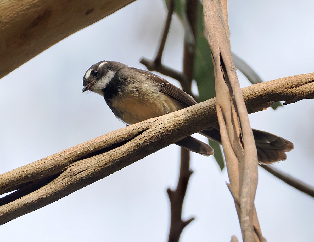 Gray Fantail - ML645698420