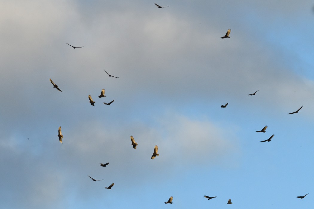 kondor krocanovitý - ML645698433