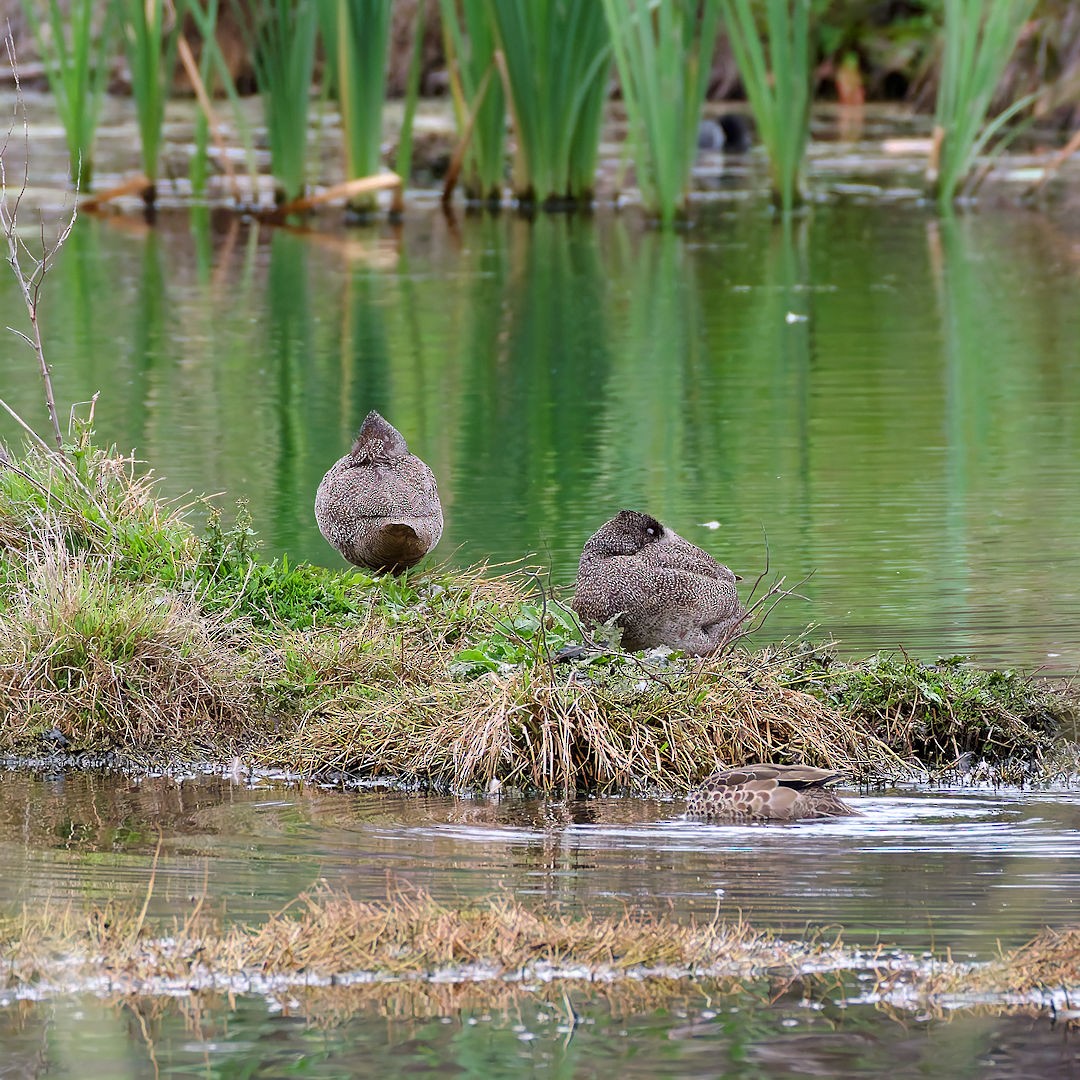 Benekli Kara Ördek - ML645698435