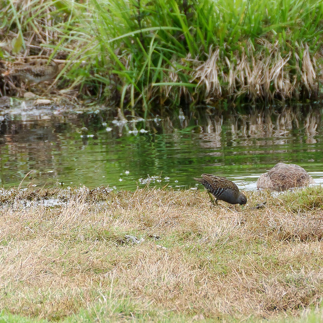 Avustralya Suyelvesi - ML645698440