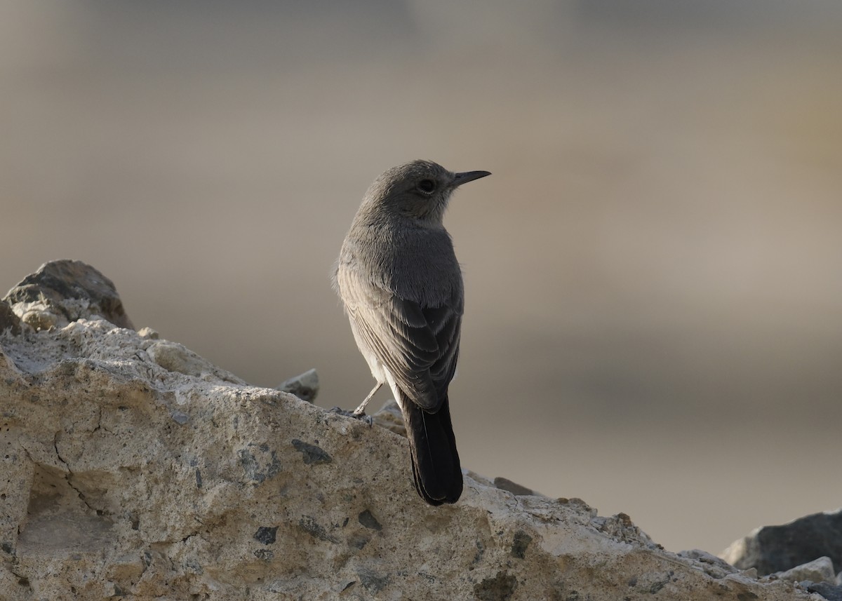 Karakuyruk - ML645698441