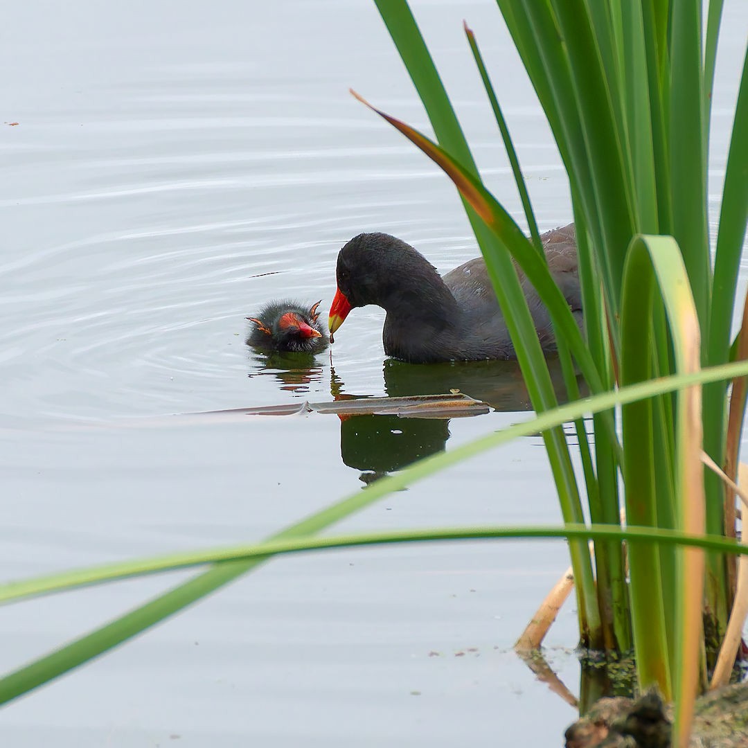 Karaca Sutavuğu - ML645698442