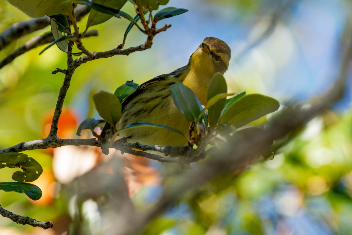 Turuncu Boğazlı Ötleğen - ML645698443