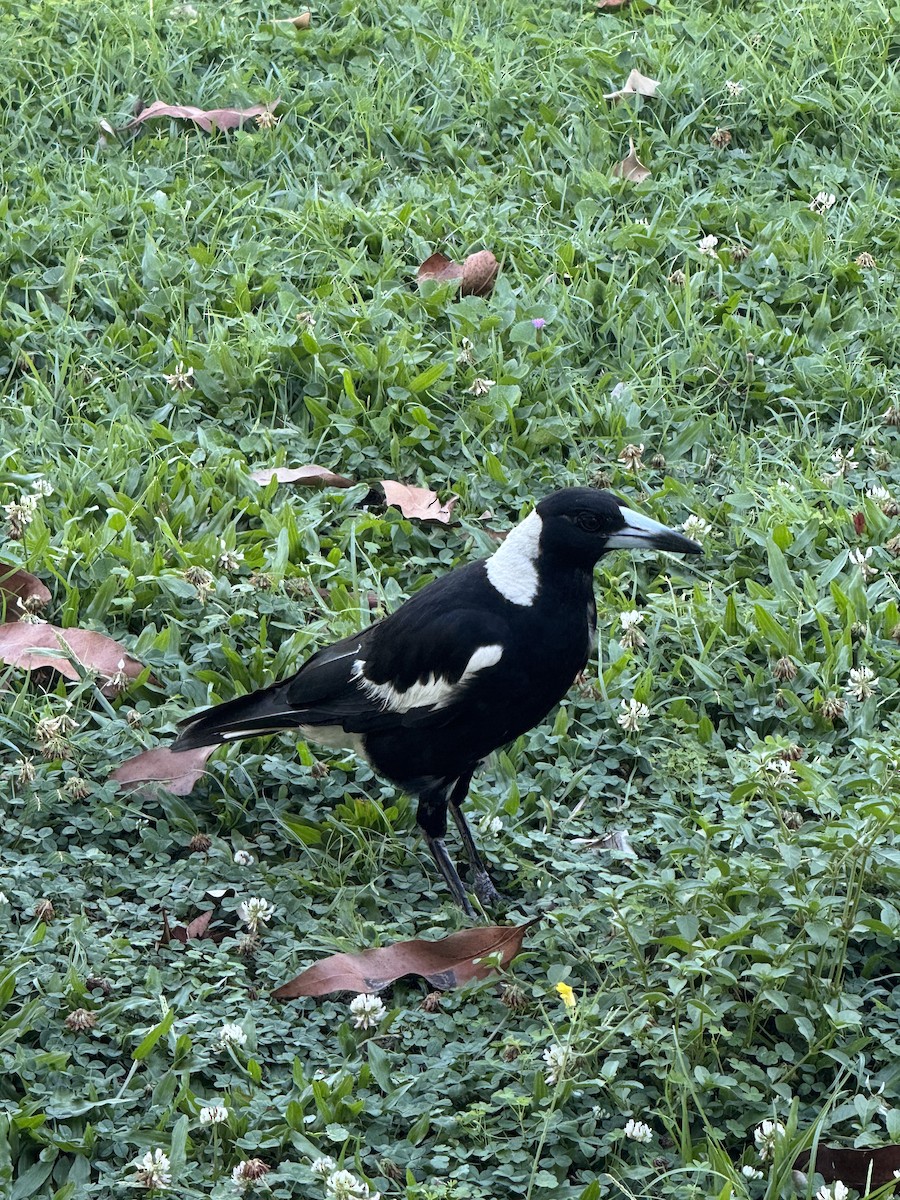 Avustralya Saksağanı - ML645698445