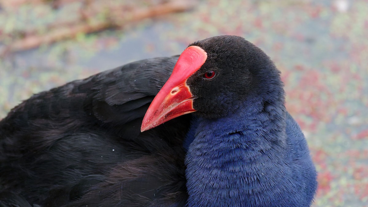 Avustralya Sazhorozu - ML645698448