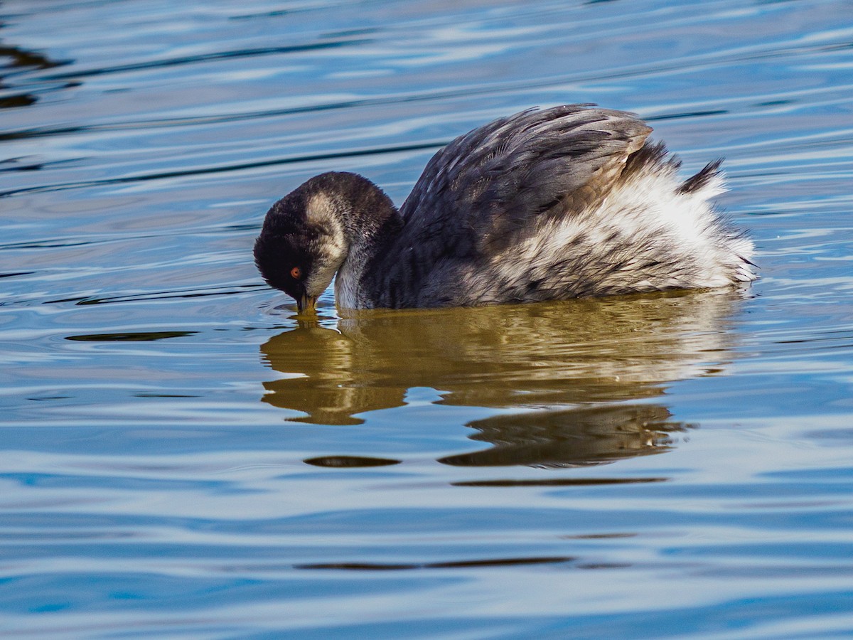 Kara Boyunlu Batağan - ML645698452