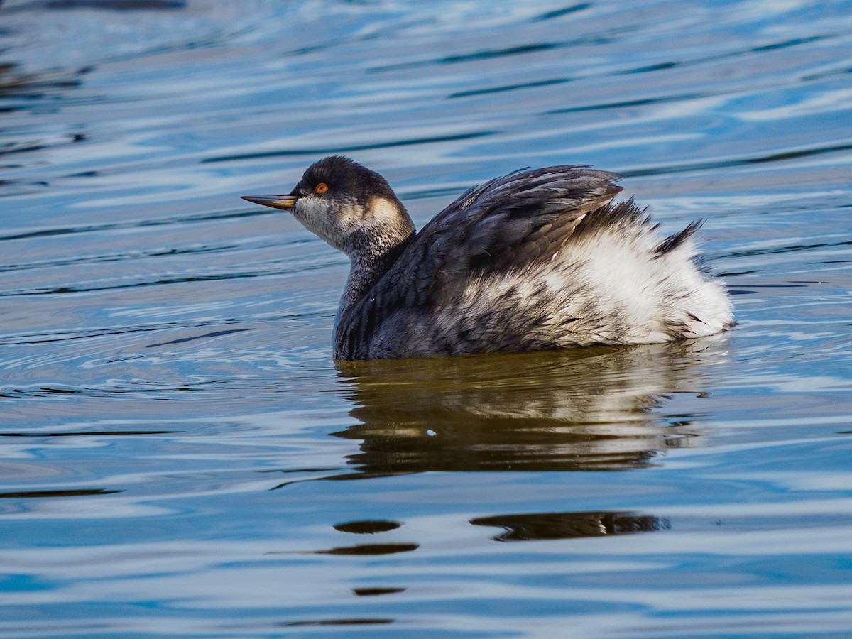 Kara Boyunlu Batağan - ML645698453