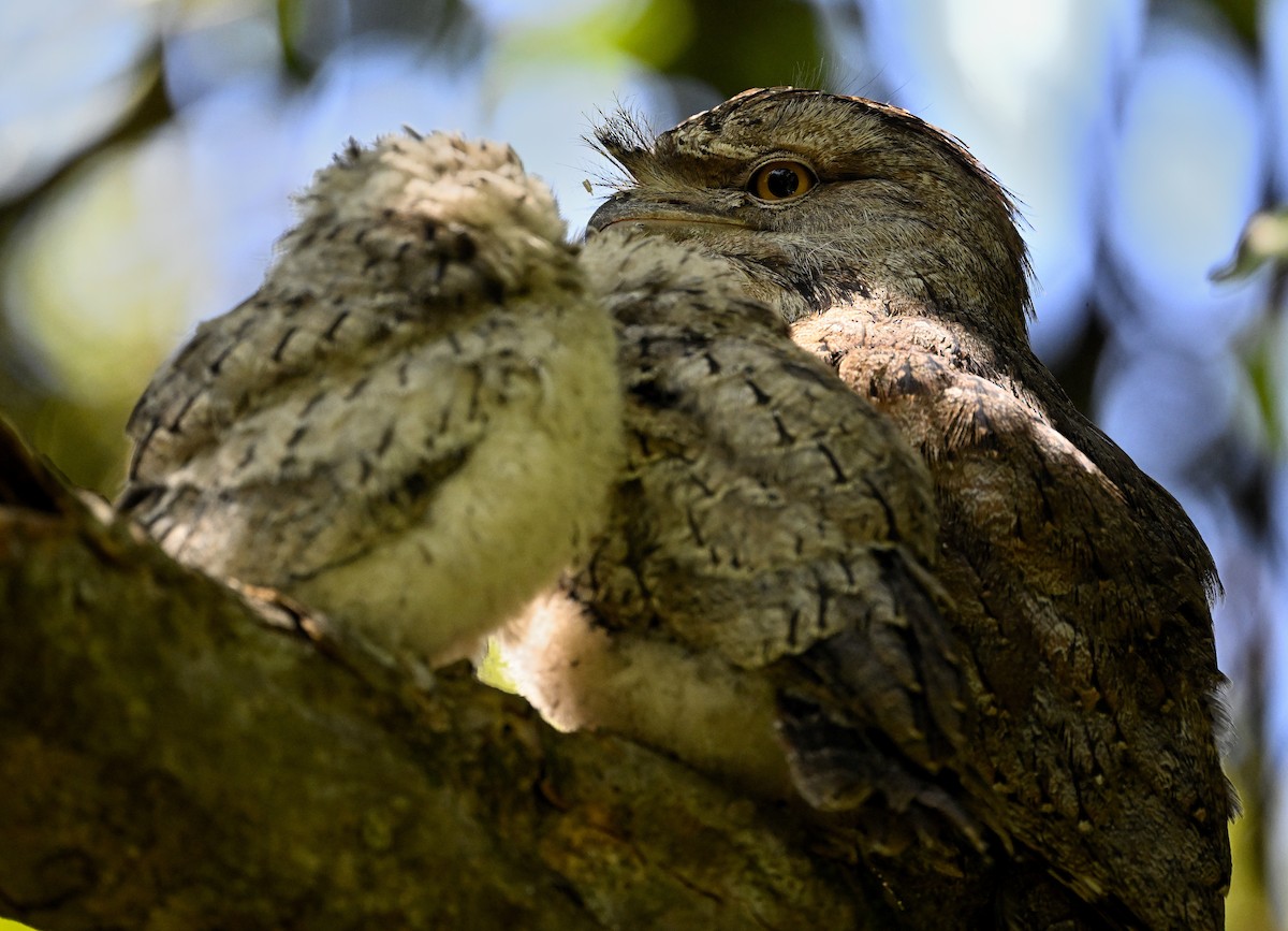 Avustralya Kocaağzı - ML645698454