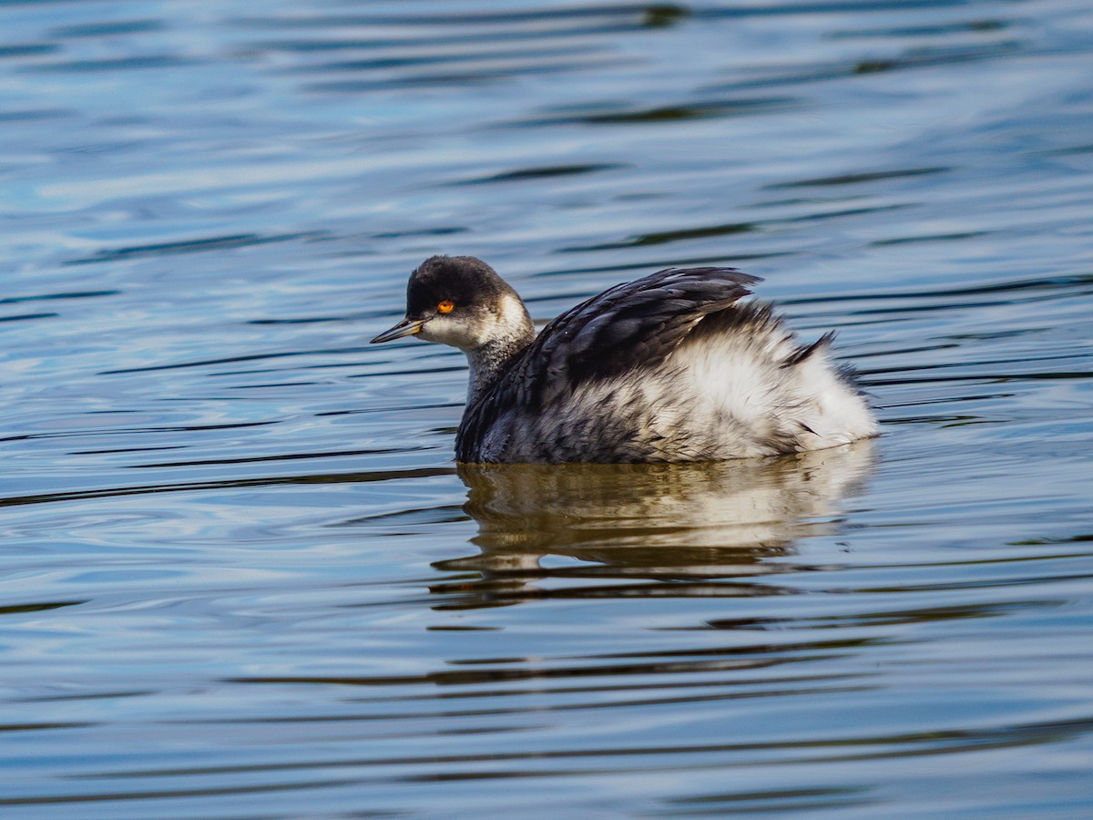 Kara Boyunlu Batağan - ML645698455
