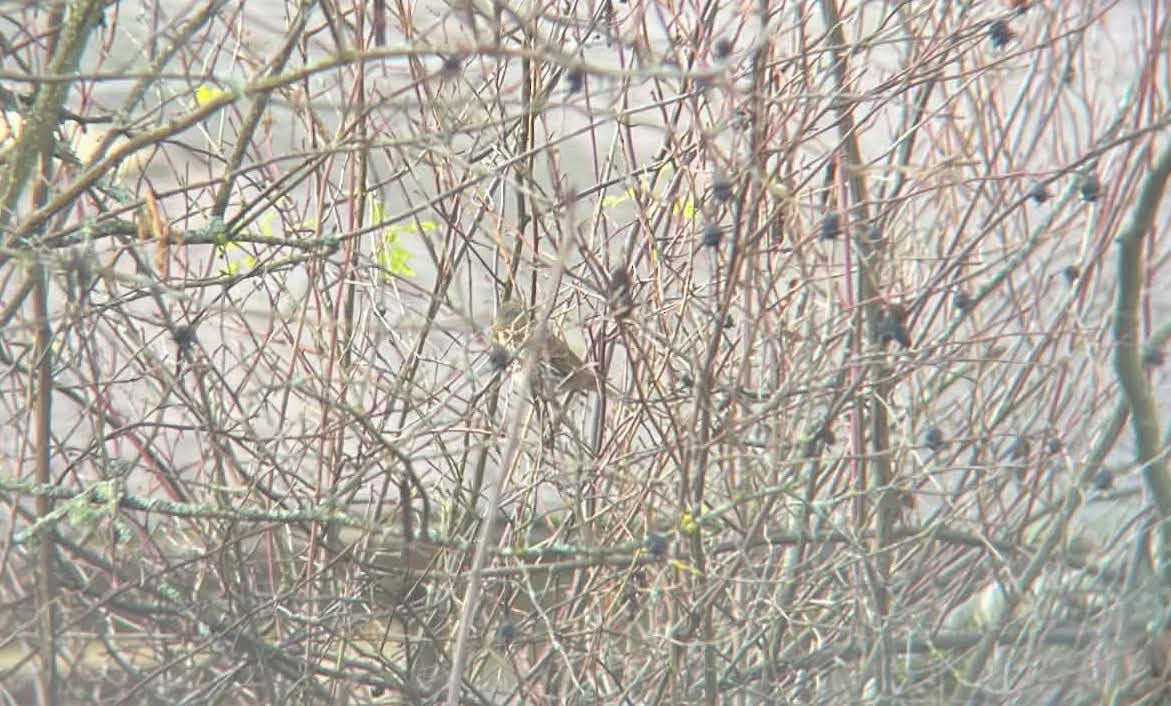 Fox Sparrow (Red) - ML645698456