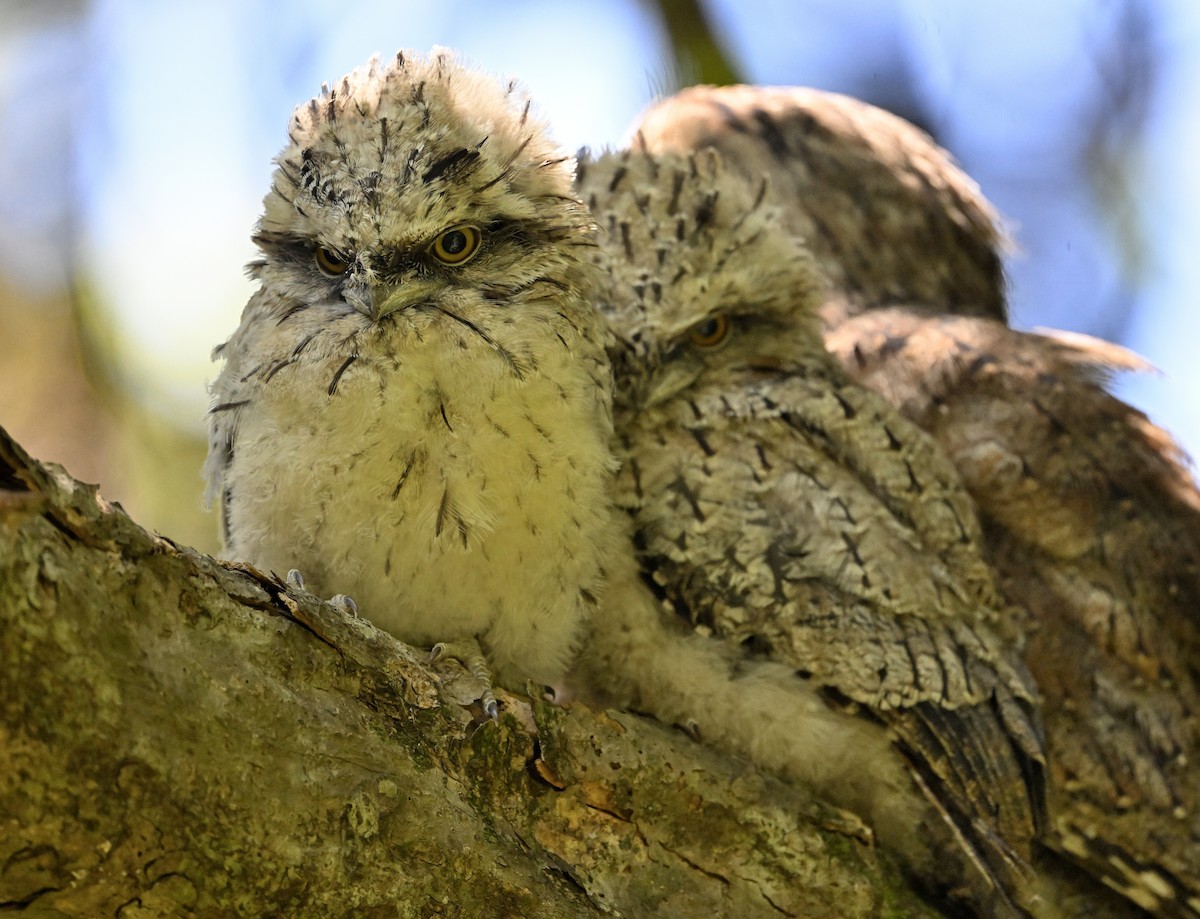 Tawny Frogmouth - ML645698457
