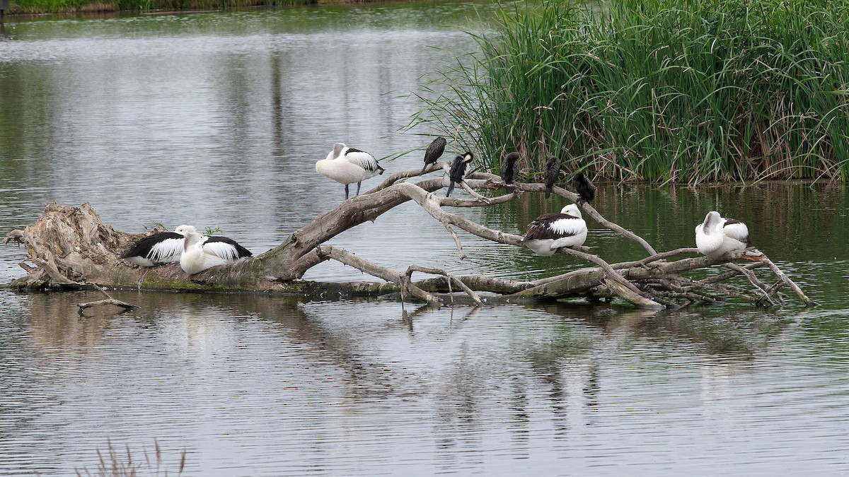 Kömür Karabatağı - ML645698458