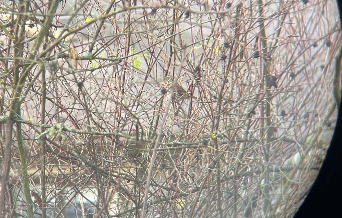 Fox Sparrow (Red) - ML645698459