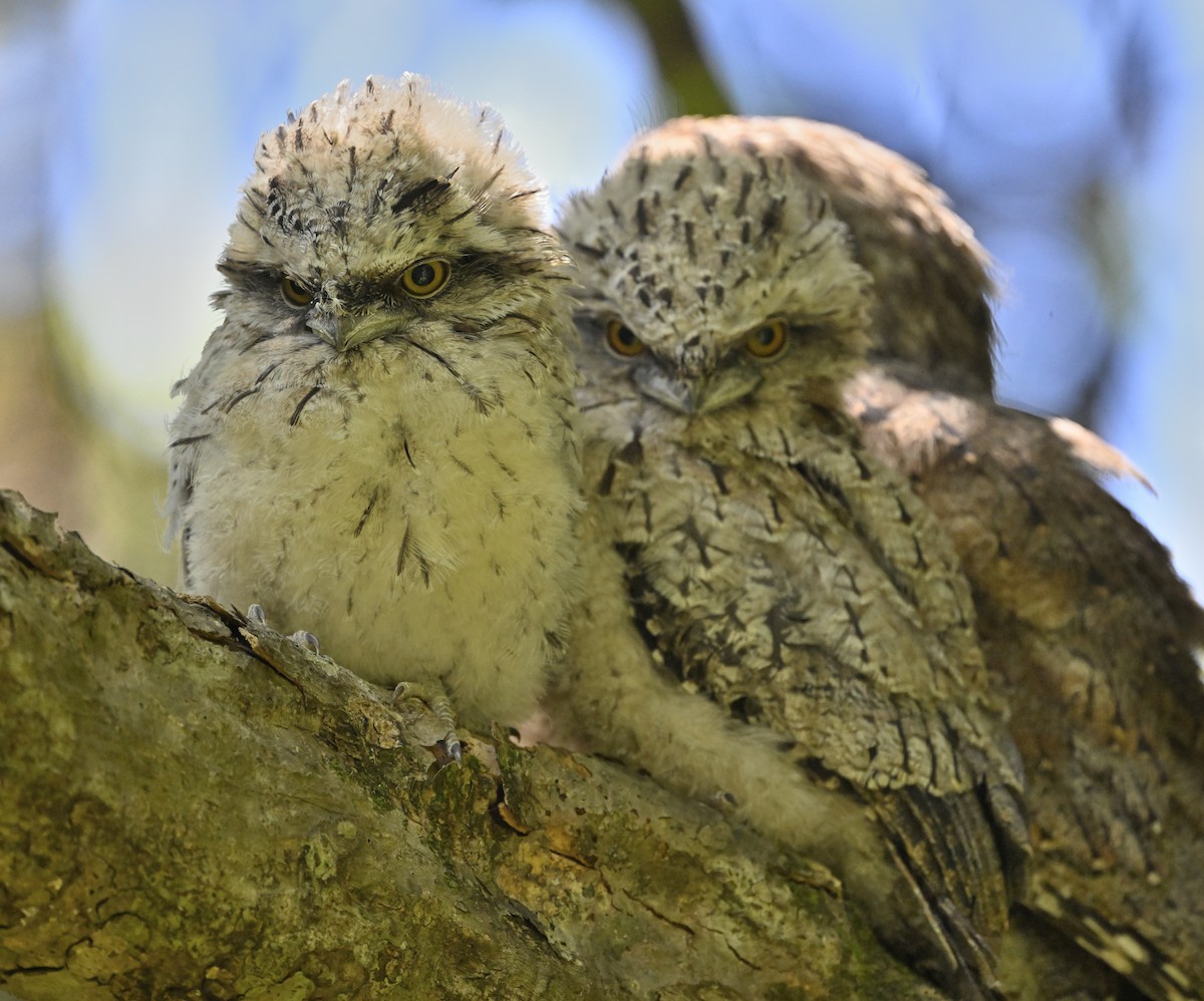 Avustralya Kocaağzı - ML645698460