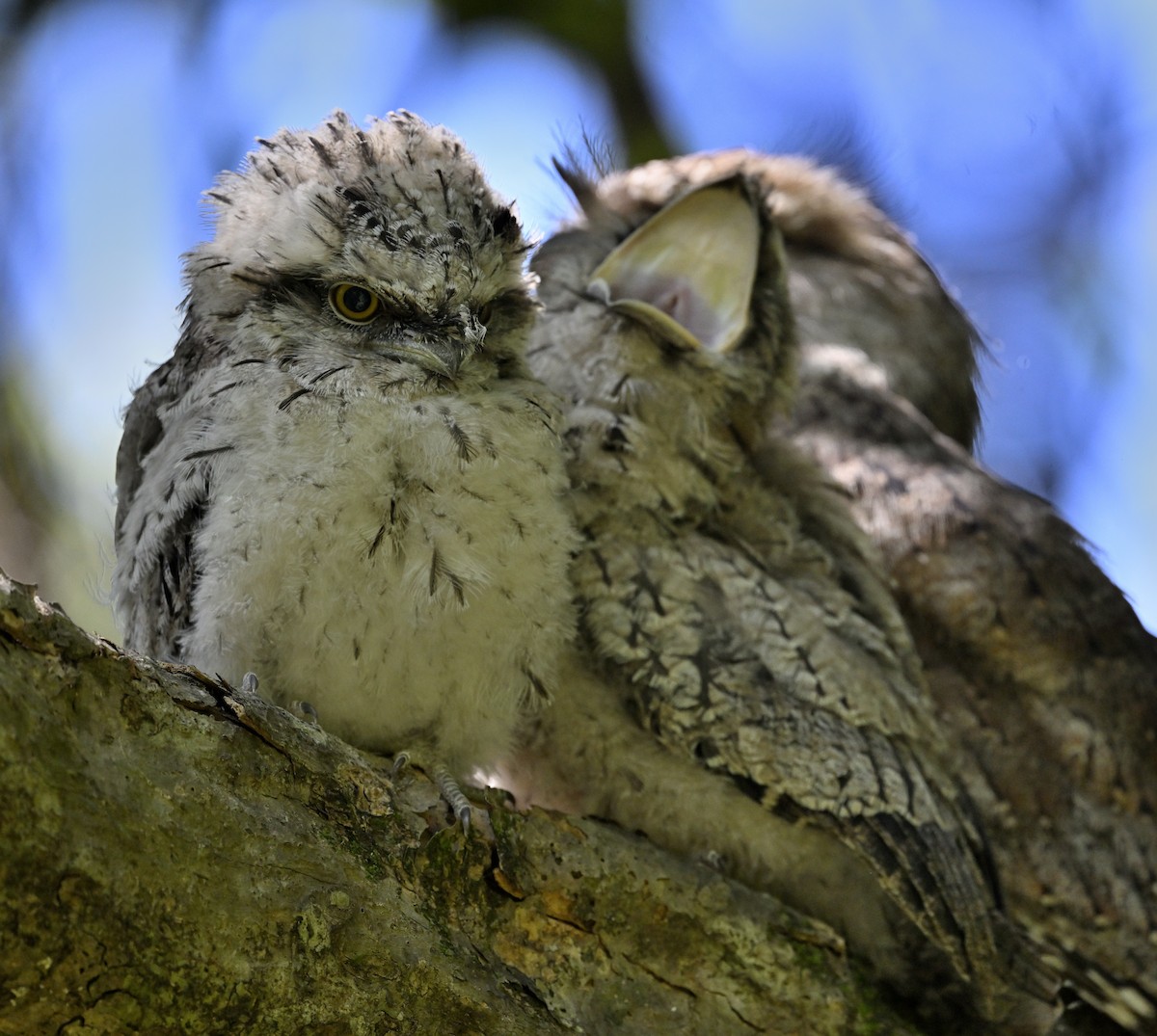 Tawny Frogmouth - ML645698462