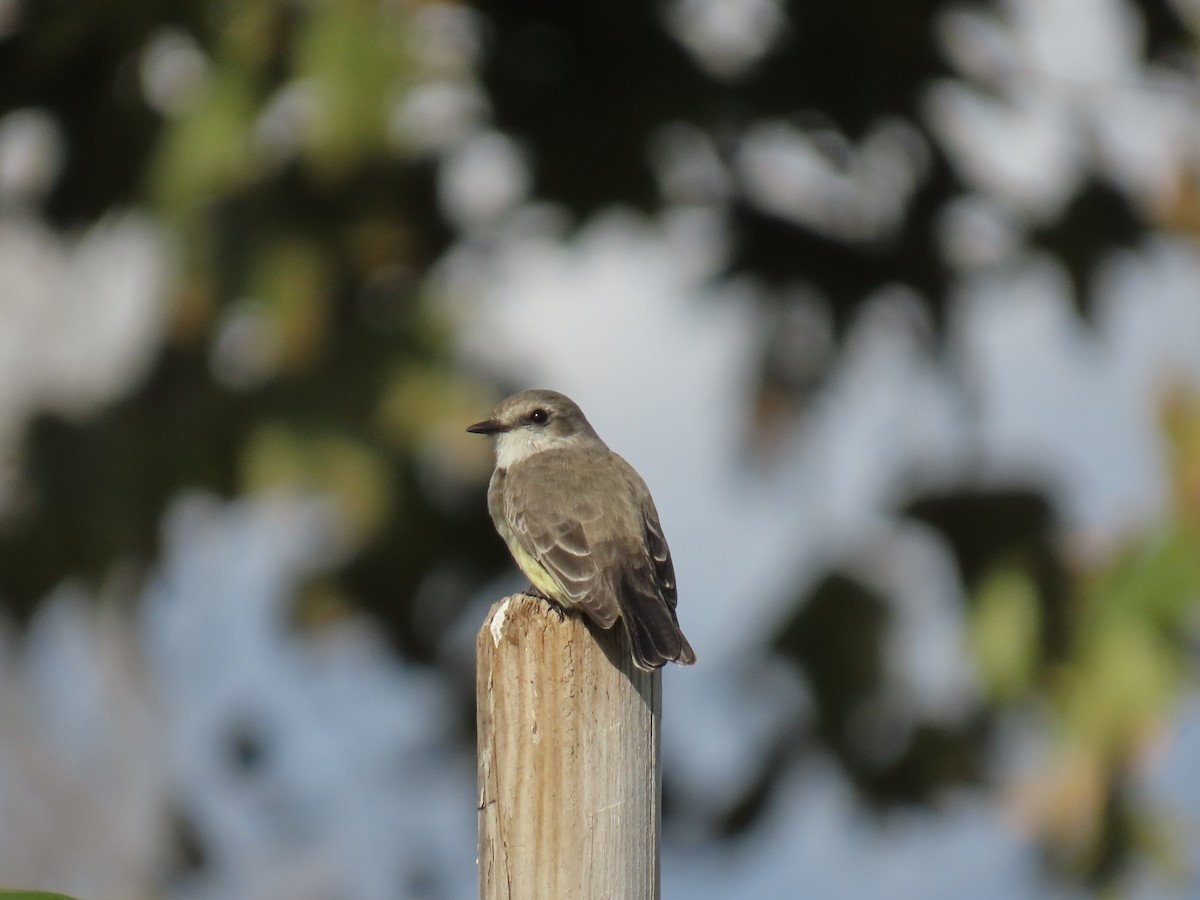 Vermilion Flycatcher - ML645698464