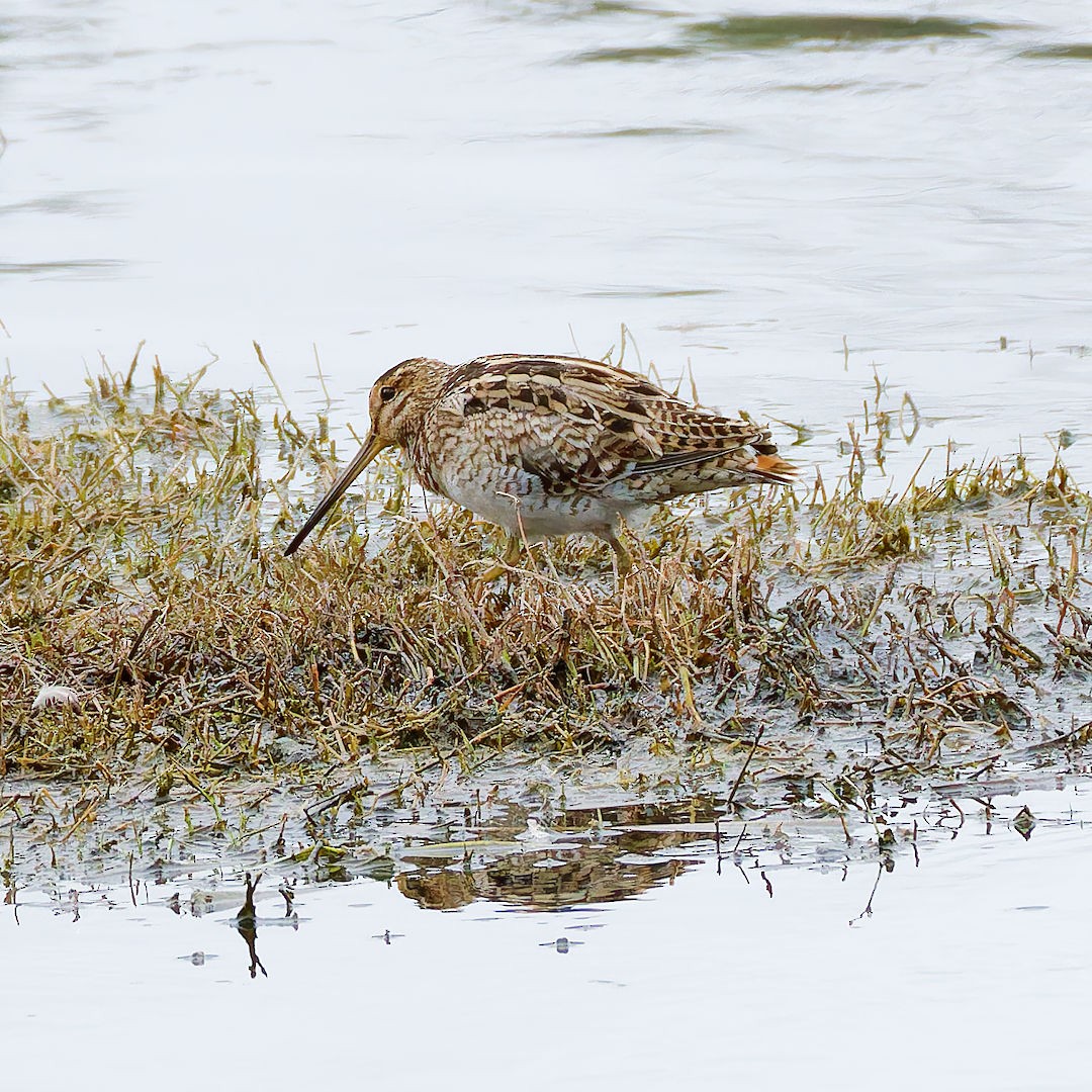 Latham's Snipe - ML645698467