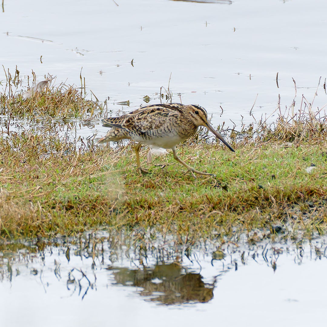 Latham's Snipe - ML645698468
