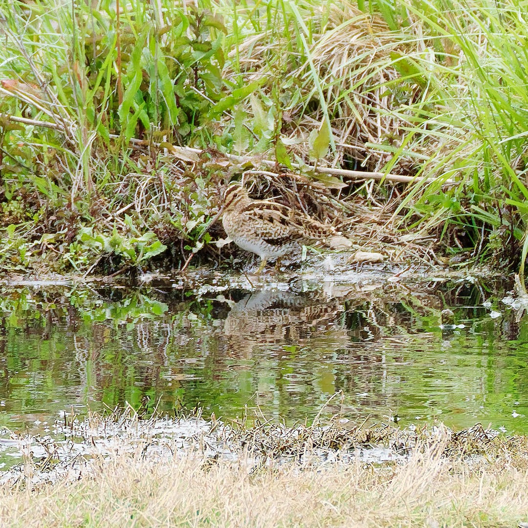 Latham's Snipe - ML645698469