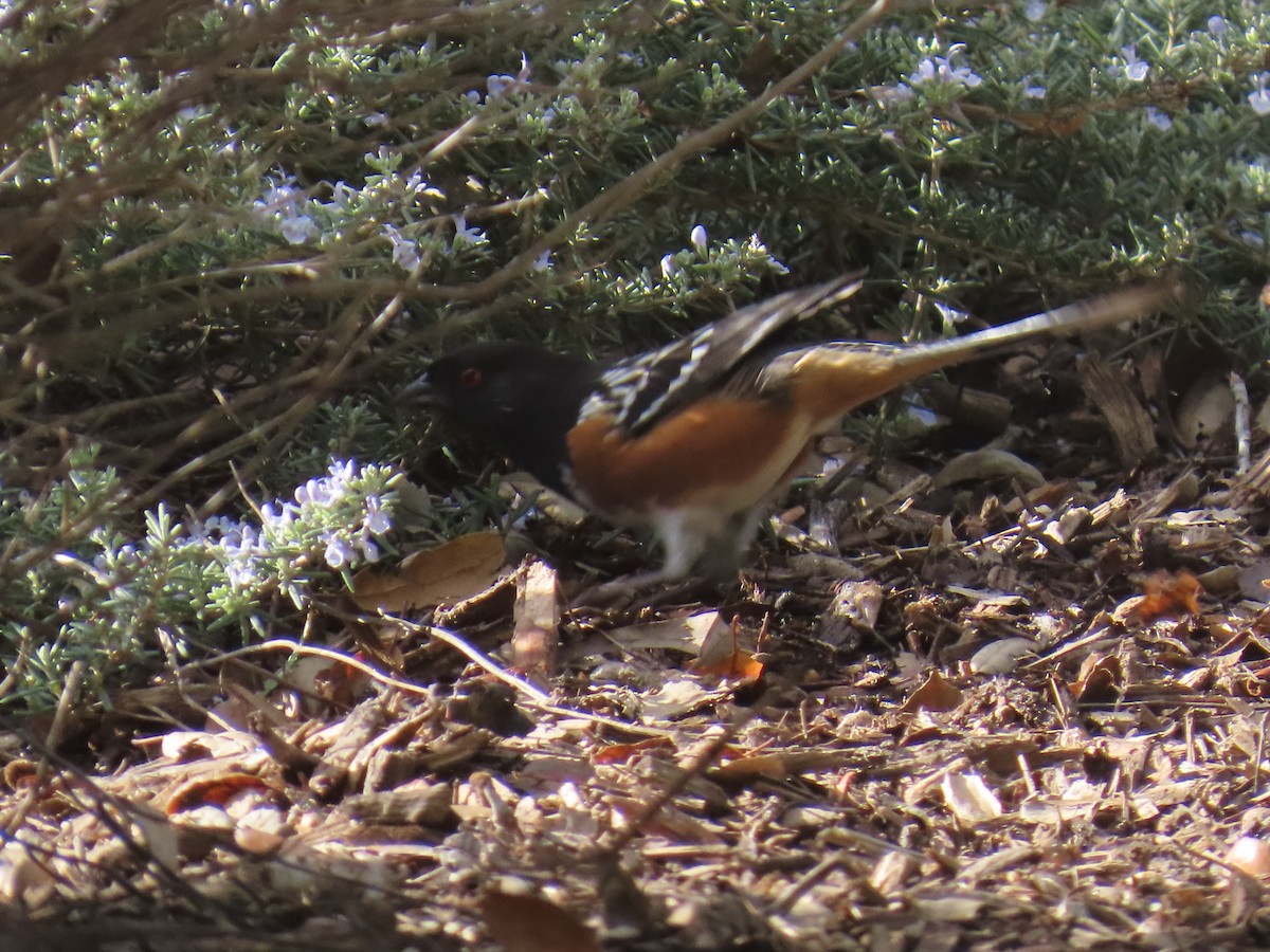 Spotted Towhee - ML645698470