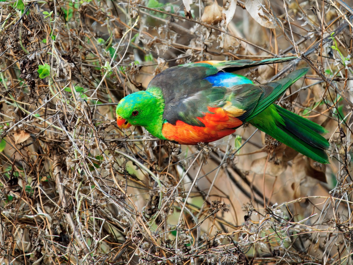 Red-winged Parrot - ML645698471