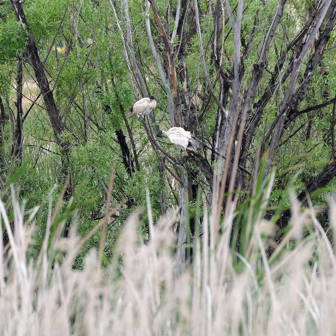 Australian Ibis - ML645698472