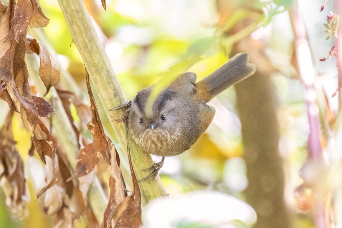 Manipur Fulvetta - ML645698473