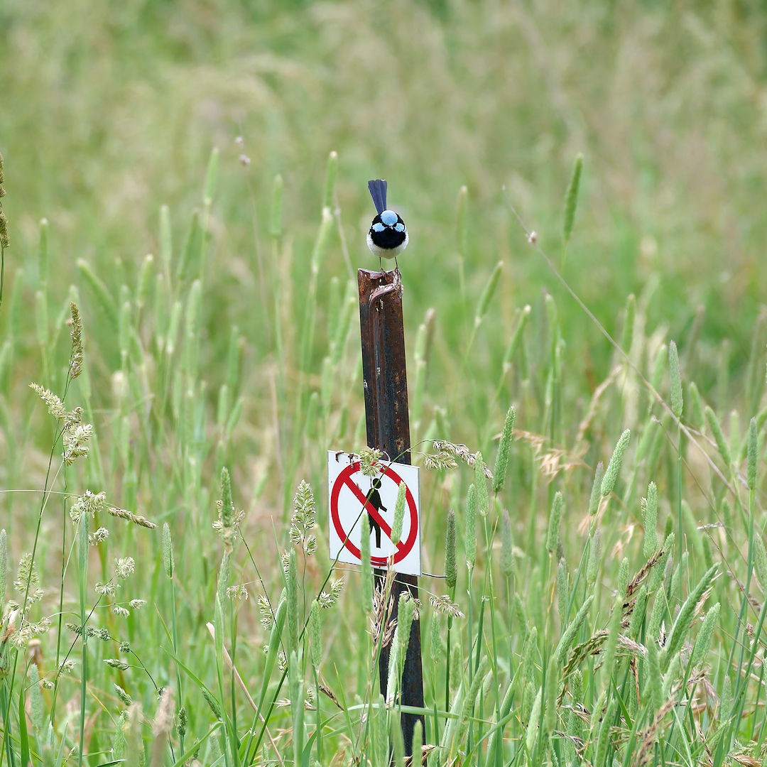 Superb Fairywren - ML645698474