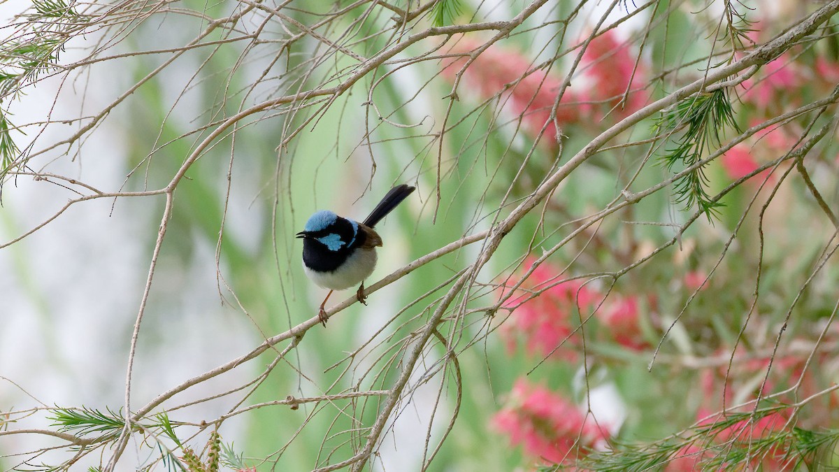 Superb Fairywren - ML645698475
