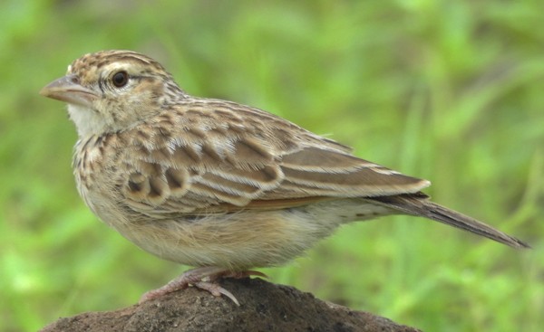 Indian Bushlark - ML645698476