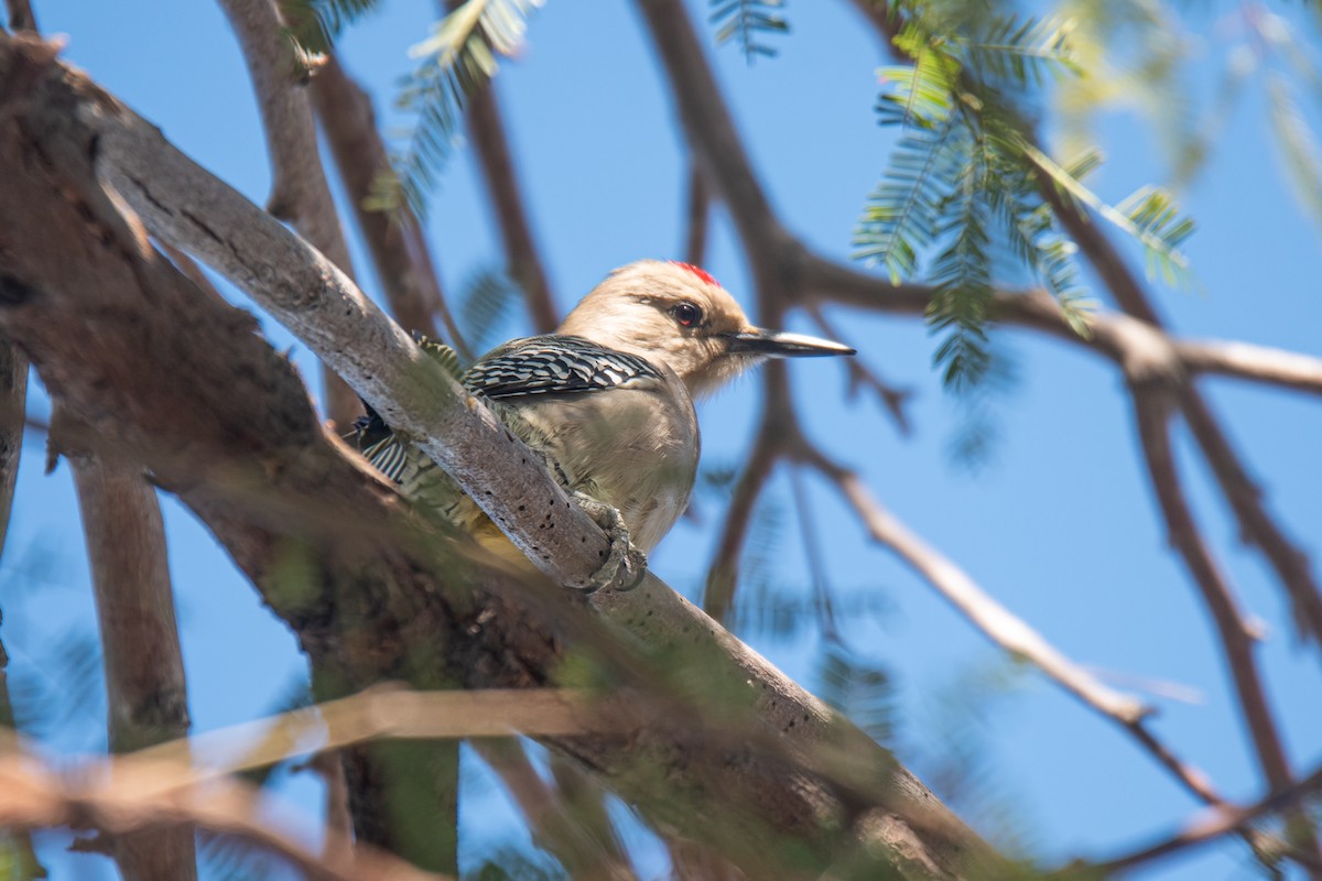Gila Woodpecker - ML645698477
