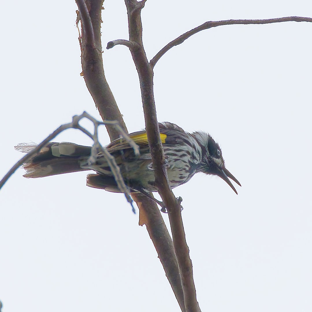 New Holland Honeyeater - ML645698478