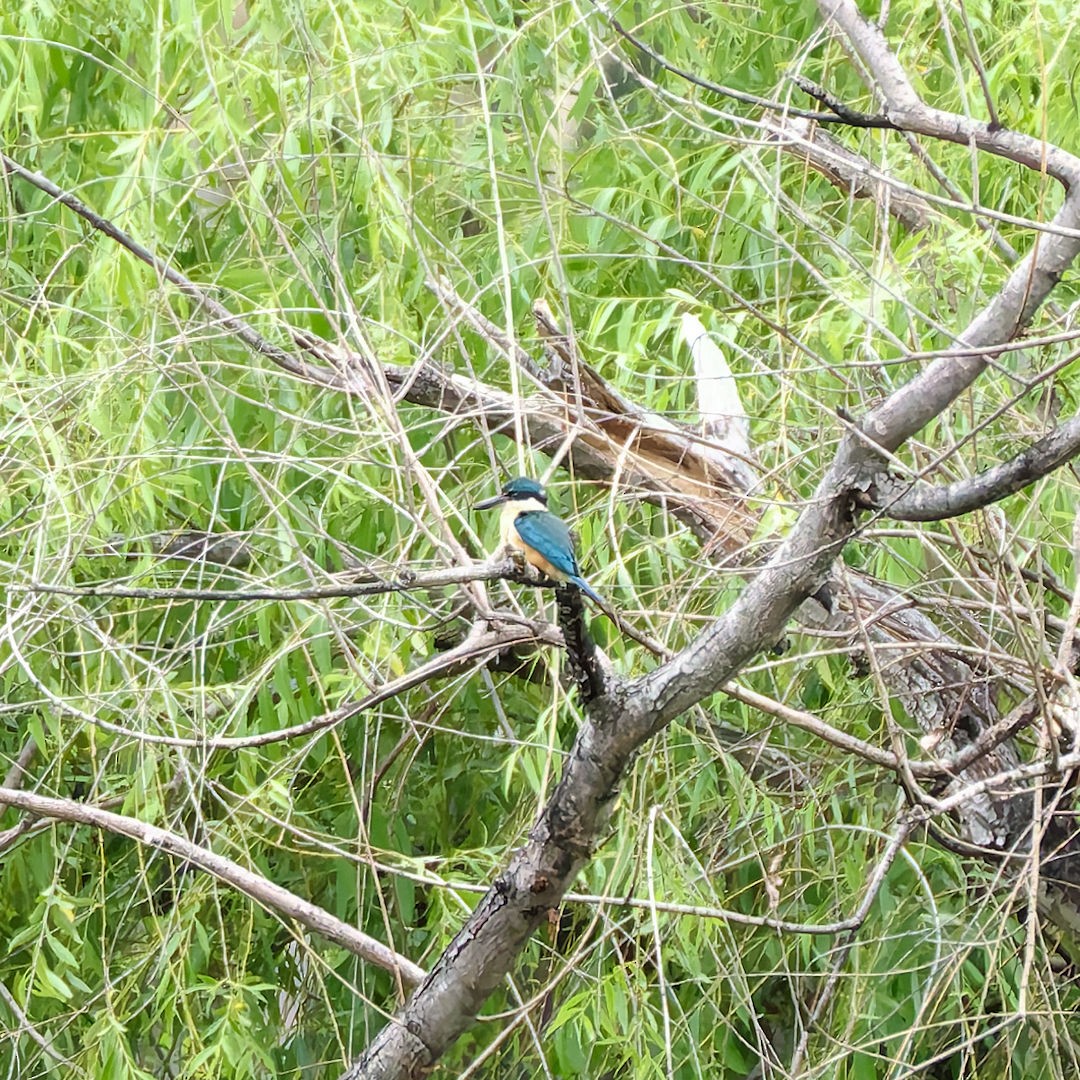 Sacred Kingfisher (Australasian) - ML645698479