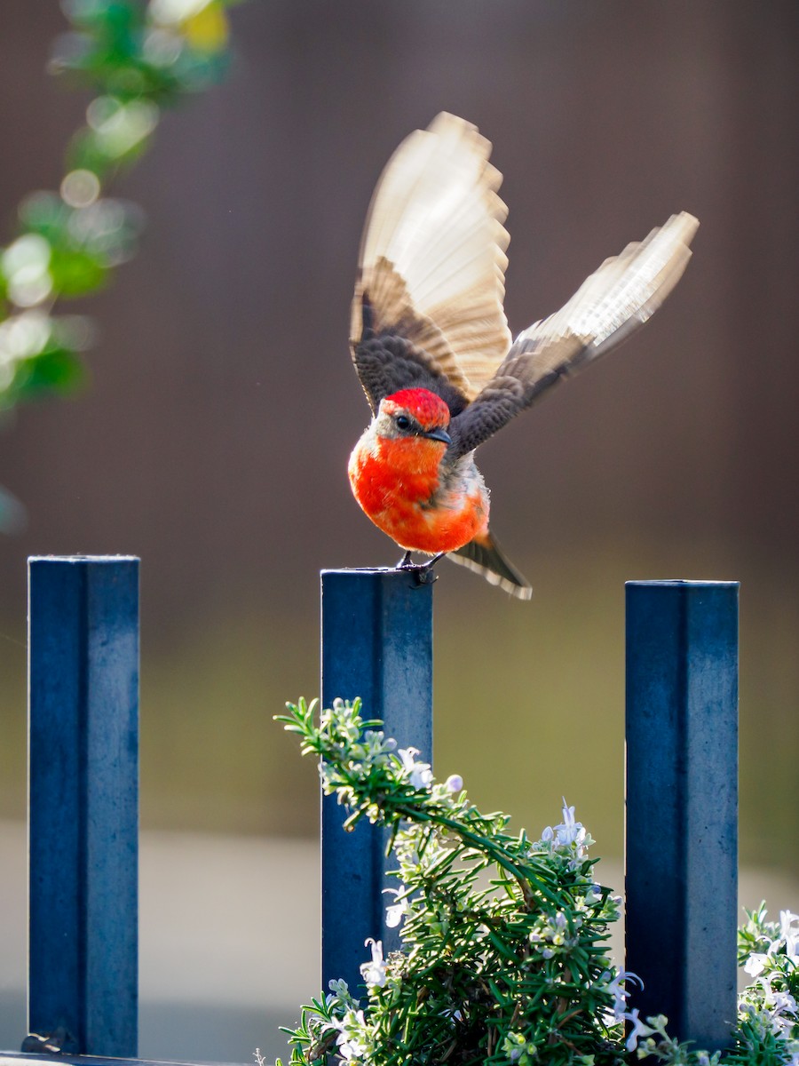 Vermilion Flycatcher - ML645698480
