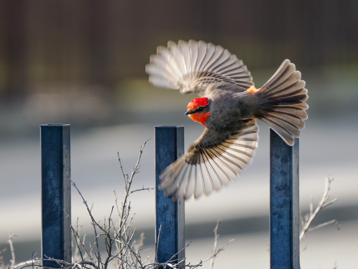 Vermilion Flycatcher - ML645698481