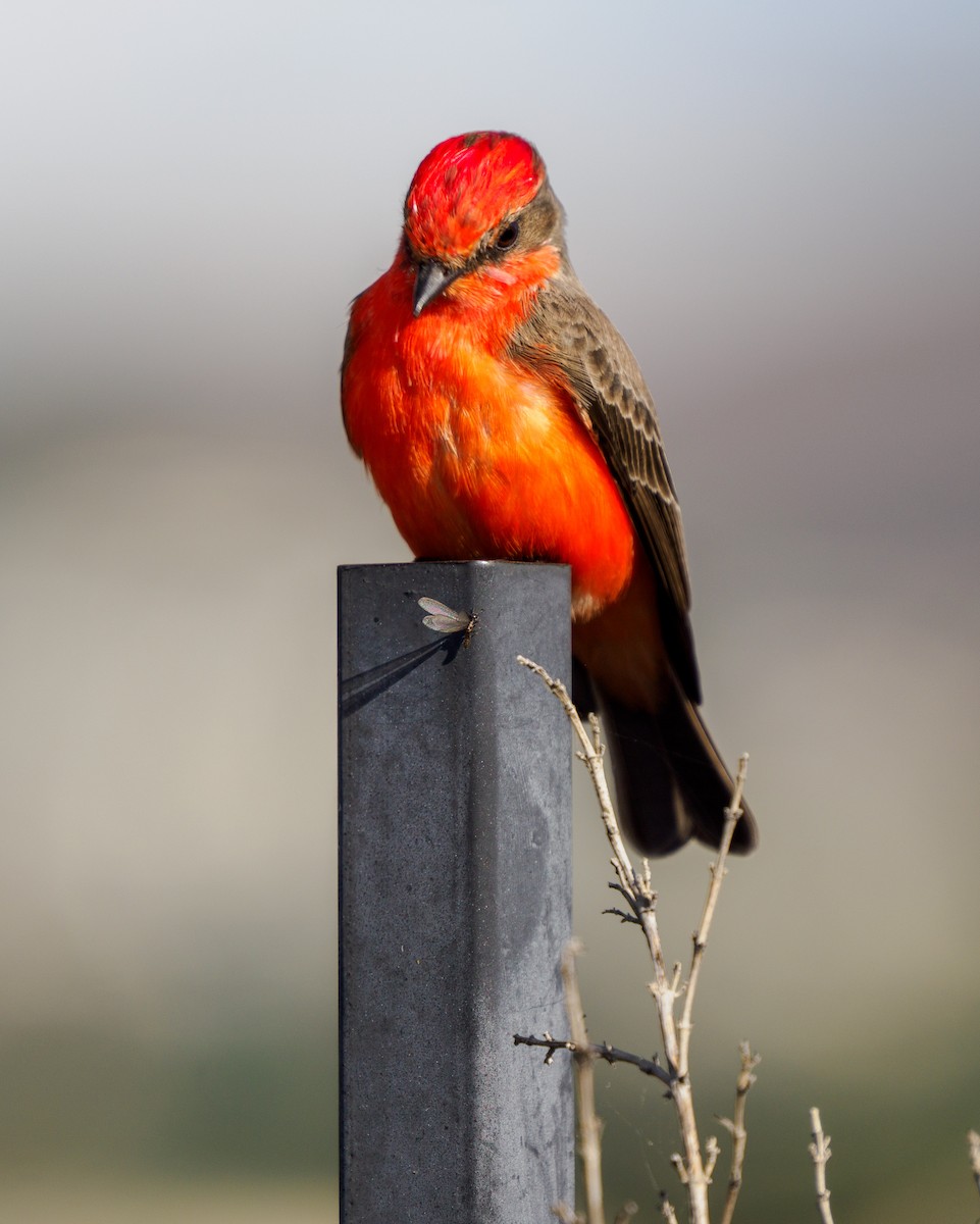 Vermilion Flycatcher - ML645698482