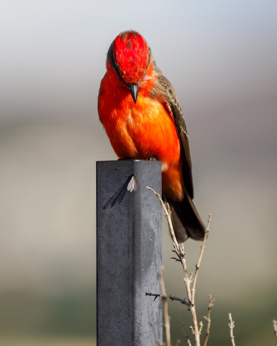 Vermilion Flycatcher - ML645698483
