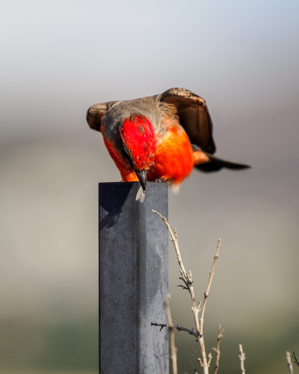 Vermilion Flycatcher - ML645698484