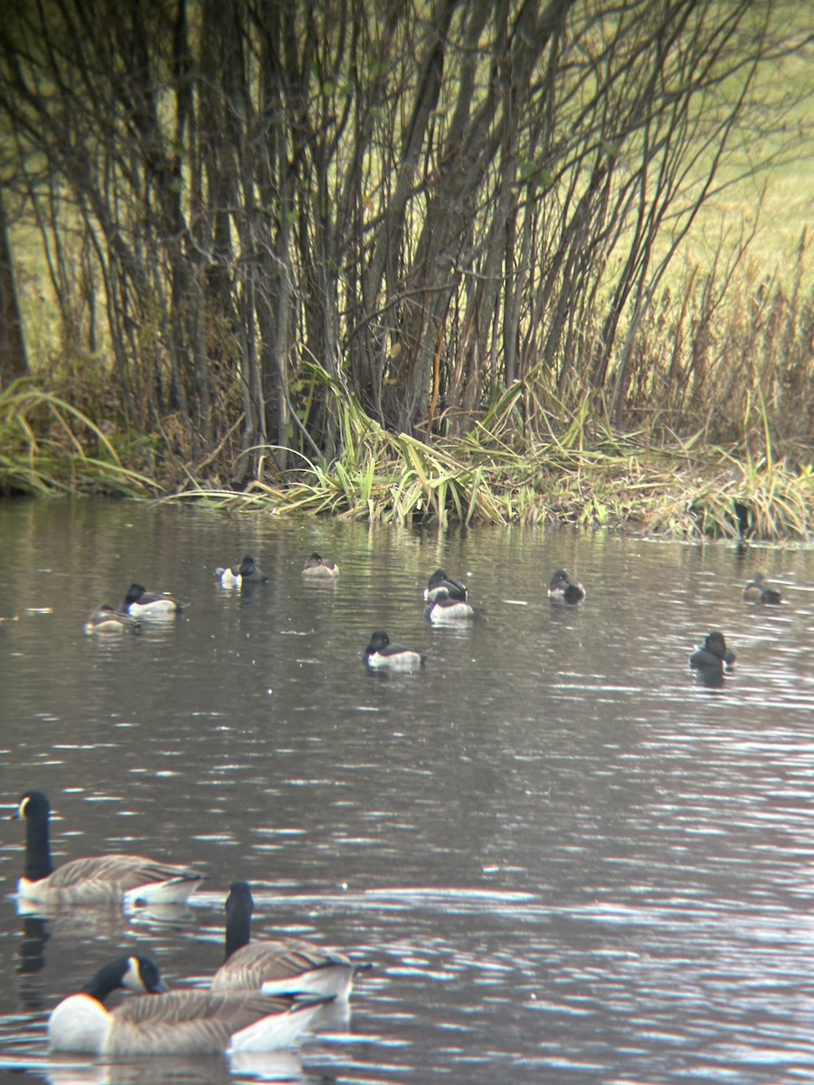 Ring-necked Duck - ML645698485