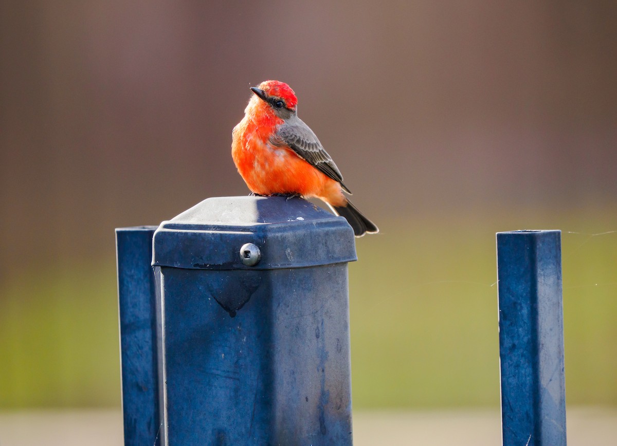 Vermilion Flycatcher - ML645698486