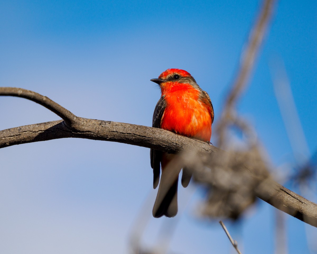 Vermilion Flycatcher - ML645698488
