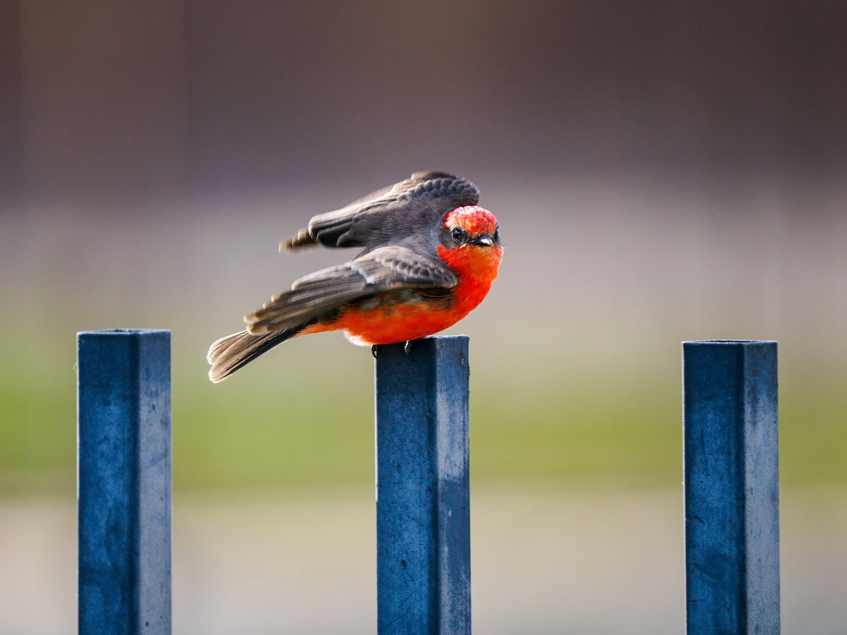 Vermilion Flycatcher - ML645698489