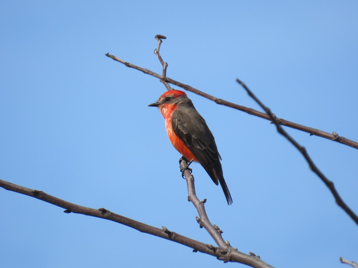 Vermilion Flycatcher - ML645698493