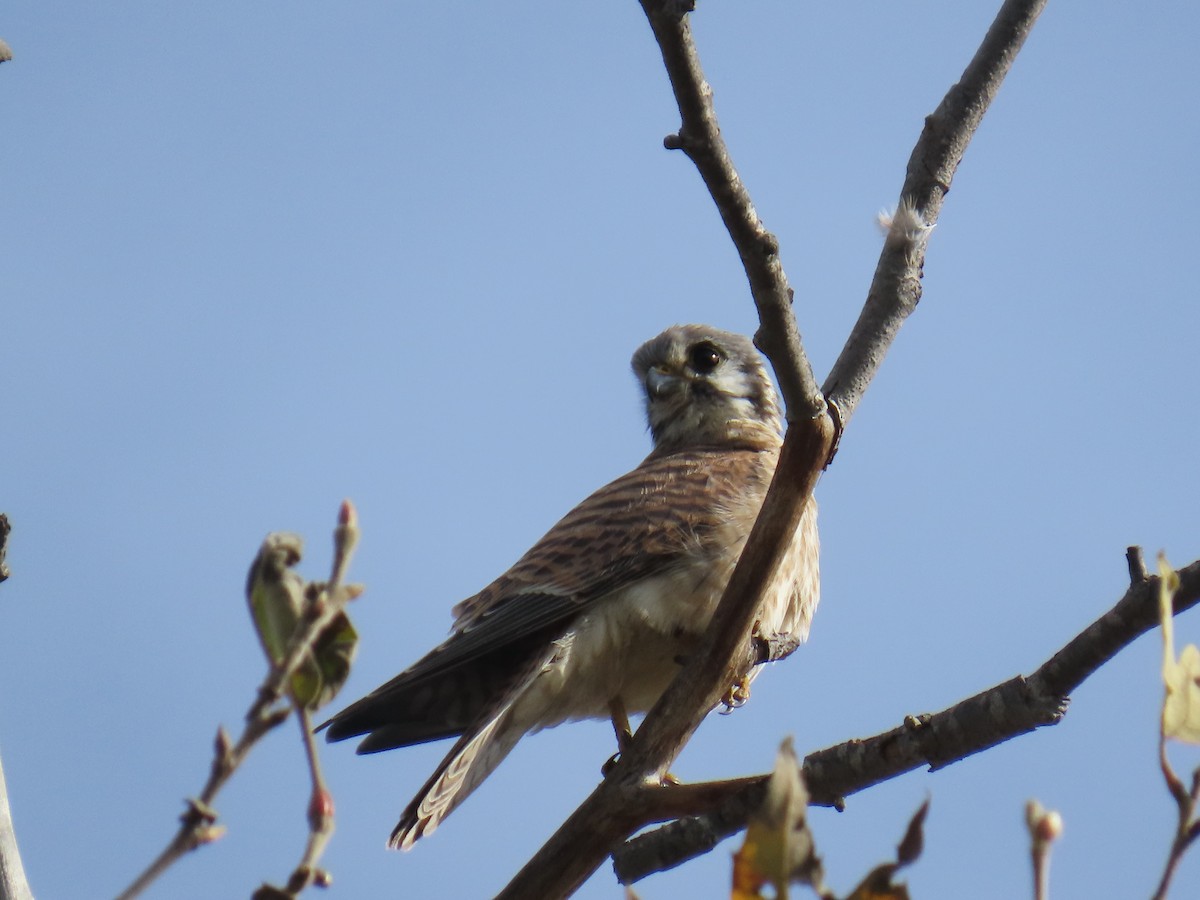 American Kestrel - ML645698497