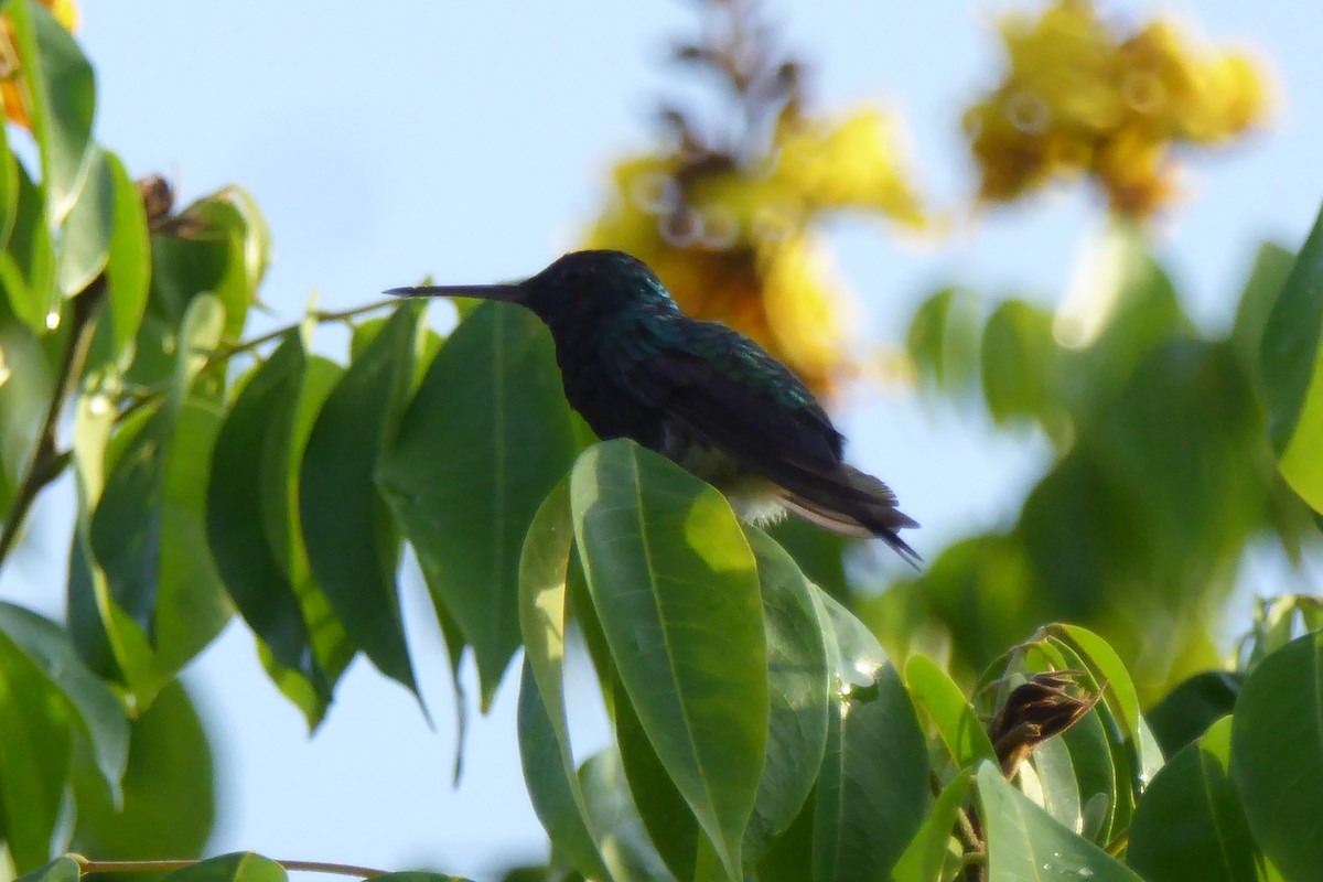 Blue-chinned Sapphire - ML645698498